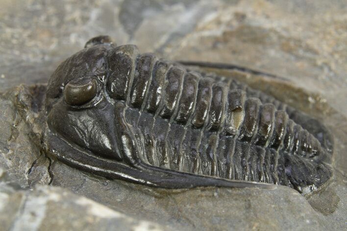 Diademaproetus Trilobite - Ofaten, Morocco #310519